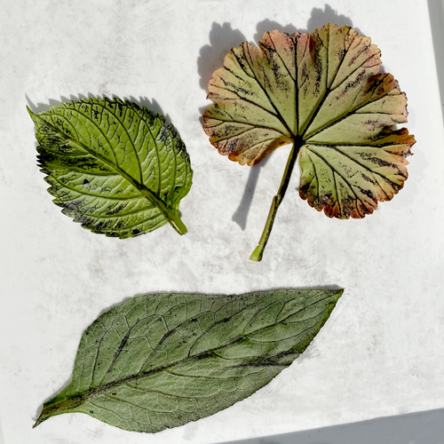 Printing with Leaves